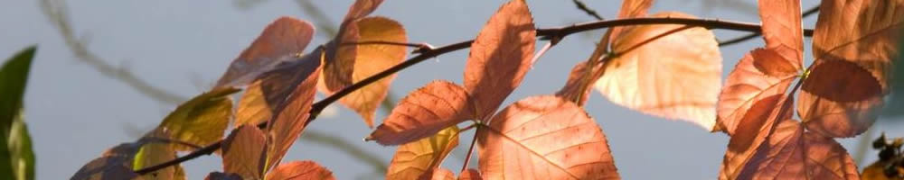 Herbstlaub