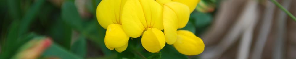 Wiesenblumen