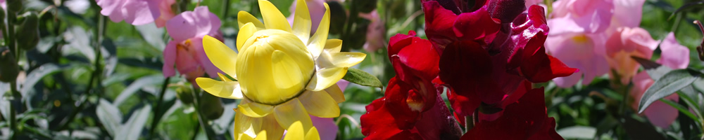 Blumen im Garten