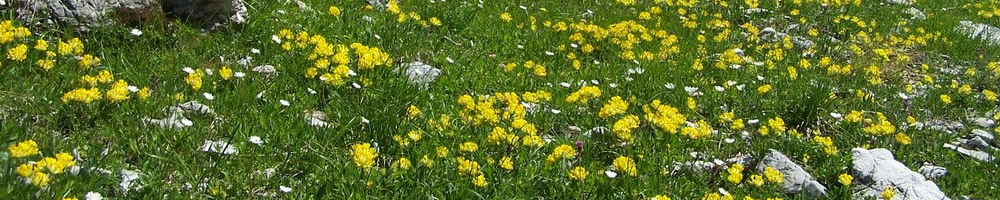Frühlingsblumen