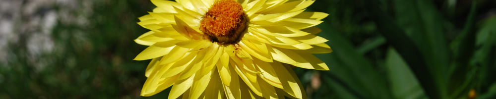 Blumen im Garten