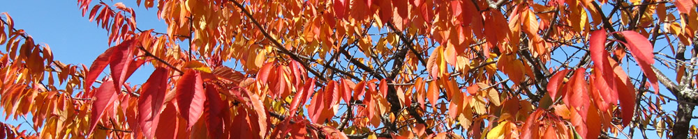 Herbstlaub